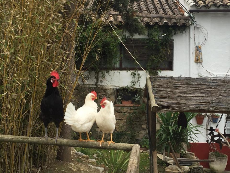 Posada Nina Margarita Priego de Córdoba Eksteriør billede